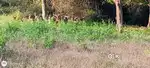 Land at nemili