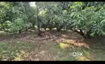 Mango Plantation for Sale!  - 63 gunta land