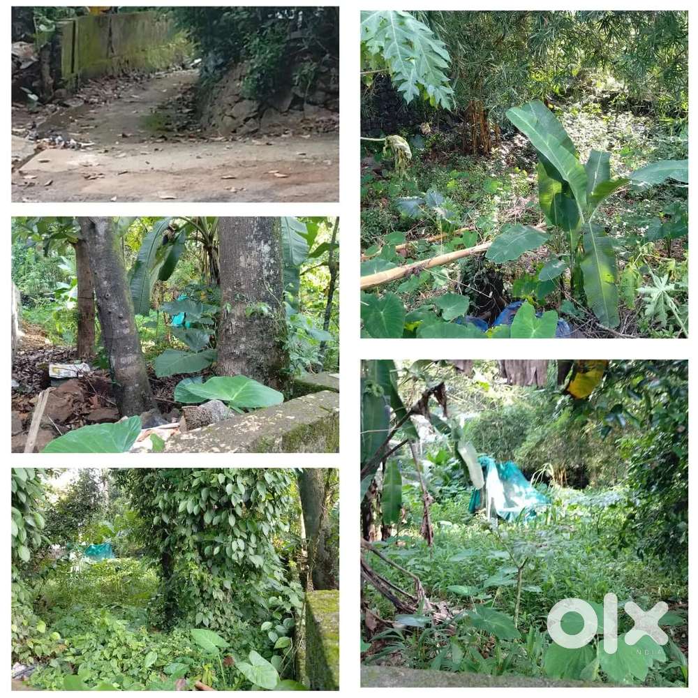 Plot for sale or rent