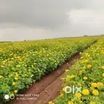 Marigold flower