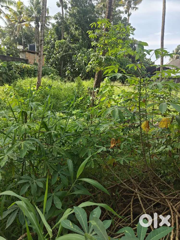 4-Acre Land for Sale  Near Shalom School, Vengola  ₹2L per Cent