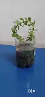 Jade plant