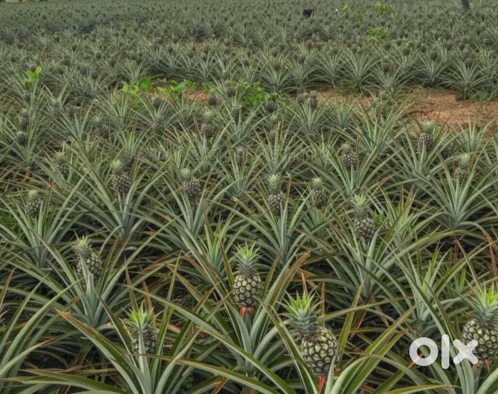 3 Acre Land for Sale in Ponkunnam