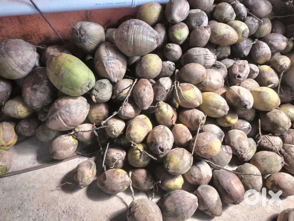 Coconuts to sell