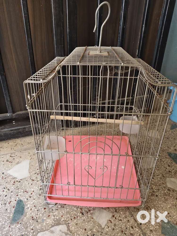 Birds home