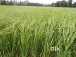20  bigha fathpur district Shamli agriculture land