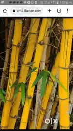 Yellow baboo sales