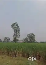 1 acre agriculture land for sale in hatkanagale, kolhapur