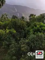 Mango farmland for sale in Kollengode, Palakkad