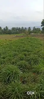 Prime agricultural land for sale perfect for farming & investment