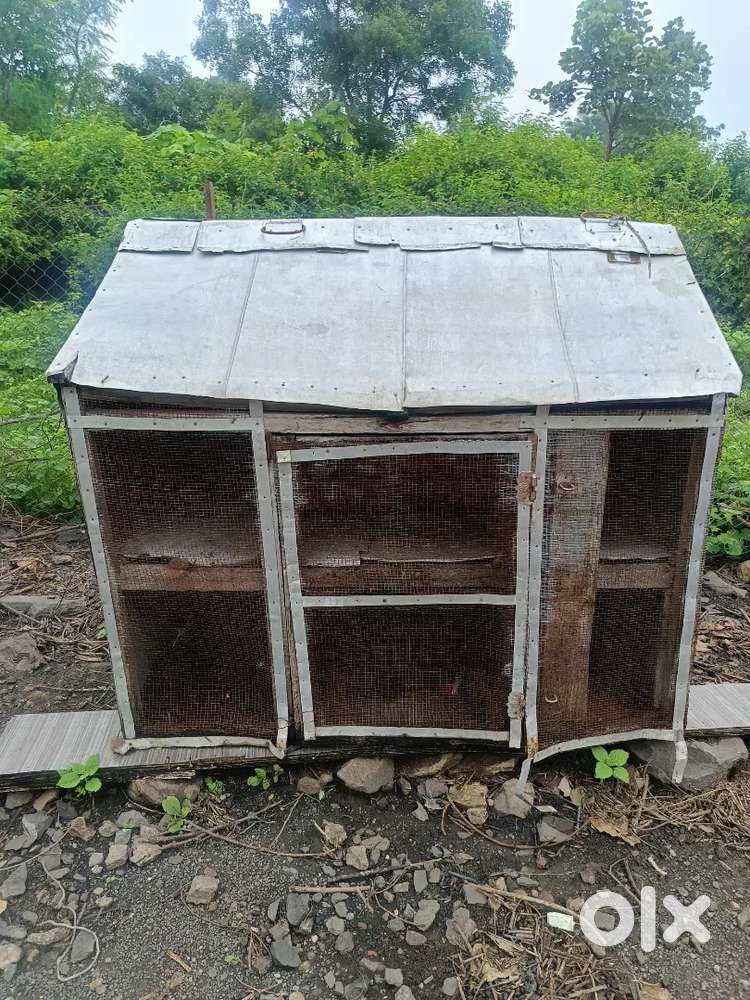 कोमडीचा घर.  गावरान कोमडी 50 बसू शकतात