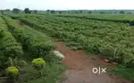 Guava Farm