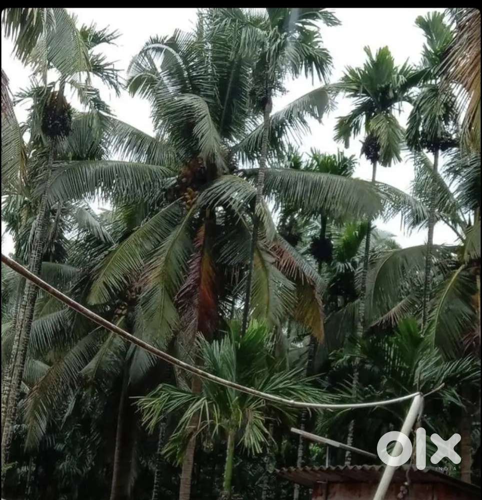 3.8 acres agricultural land for sale (174240 sqft)