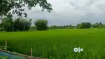 6 bigha mati