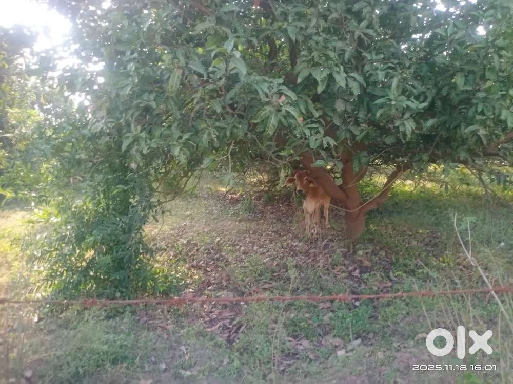 45000ft, plott, PADRA to latipura