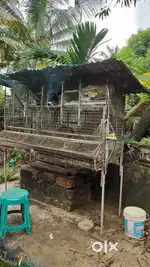 Kozhikood/ cage
