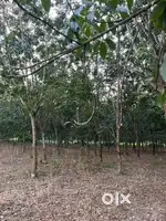 Land with rubber plantation - 8 bigha. ₹5,80,000 per bigha(Negotiable)