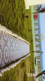 Date Plantation