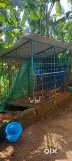 Iron dog cage