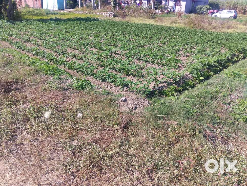 Dudhli plot near archana pooran singh farm house 700mtr frm main road