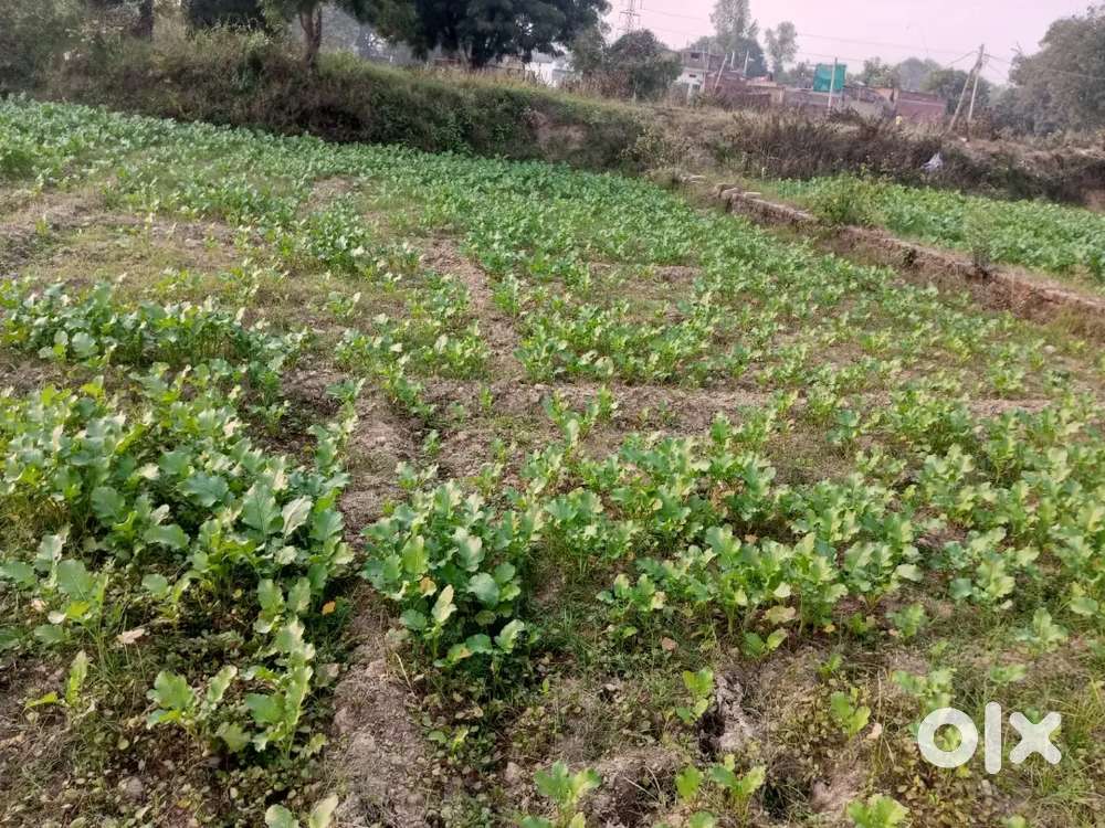 Best plot for family aadha Bissau plot sell kar raha hu