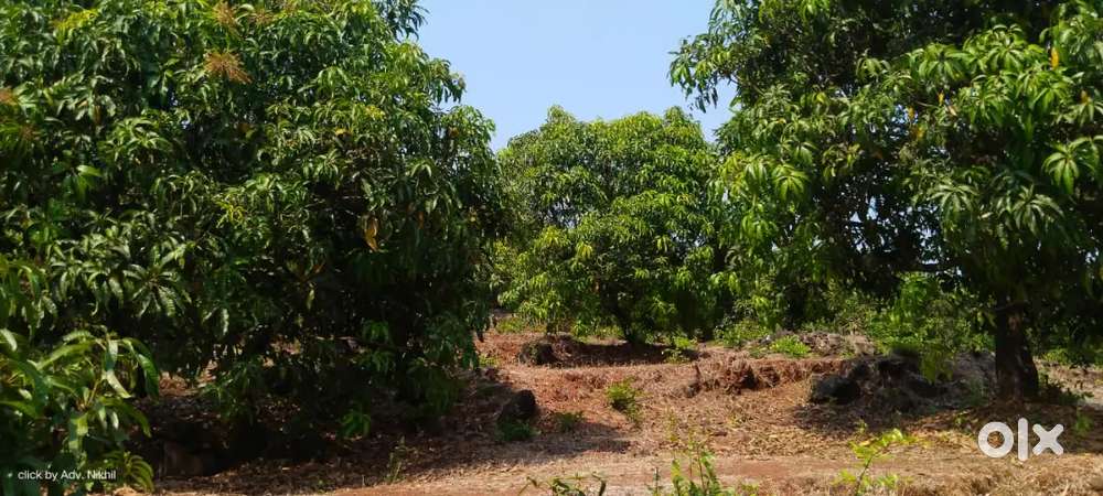 4 acres mango farm sell in Tike, Ratnagiri