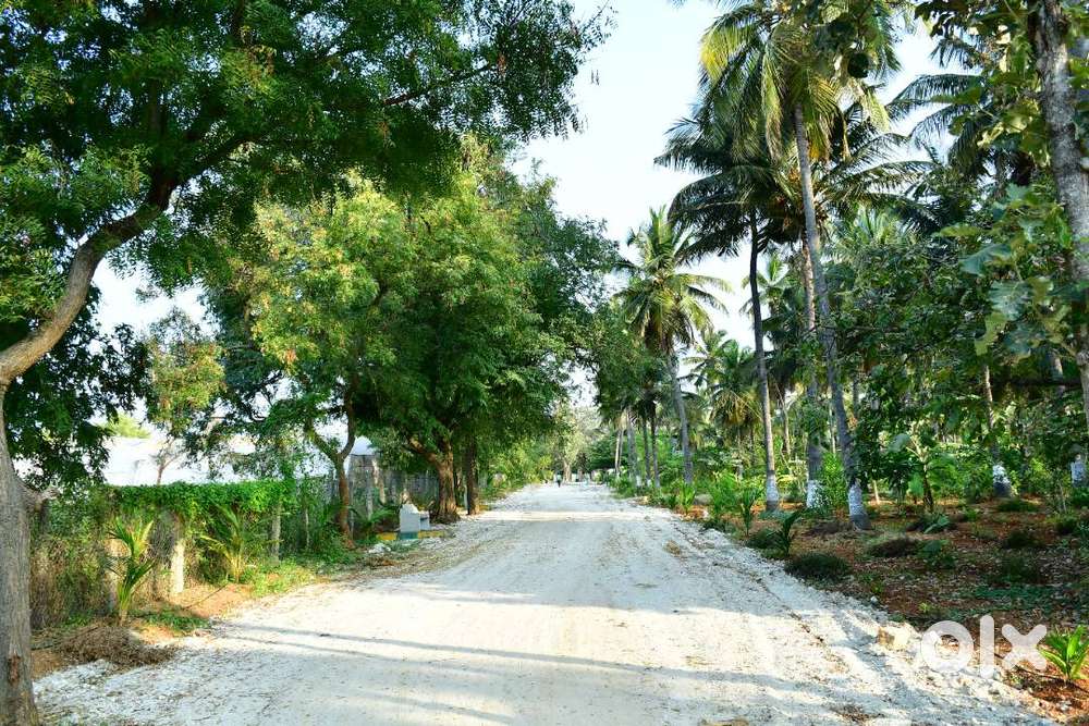 Farm Plot for Sale – Managed & Profitable  Aroma Sandalo in Gowribidan