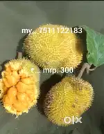 Anjily chakka for sale