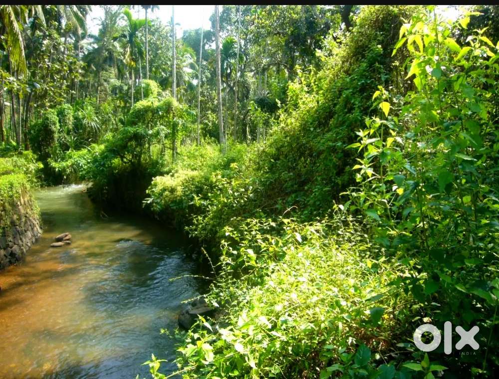 41 Acres land next Govt Goat Farm & veterinary hospital Kommeri Kannur