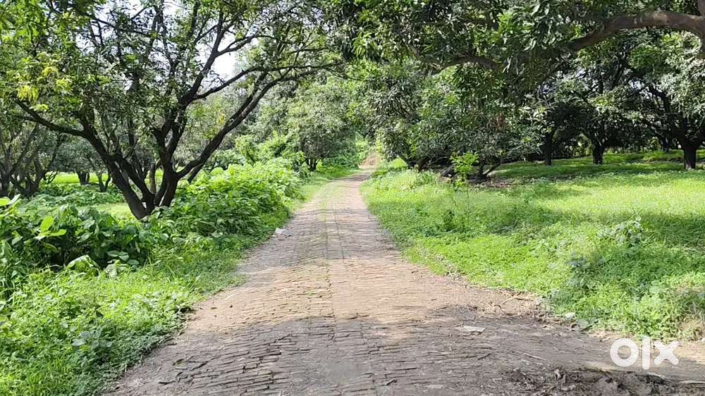 रोड किनारे मल्टी पर्पज लैंड – खेती व बिजनेस दोनों के लिए उपलब्ध है