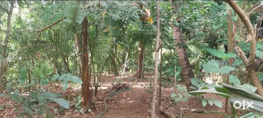 13.5 Cent Plot with 2BHK House, Great Investment, Negotiable