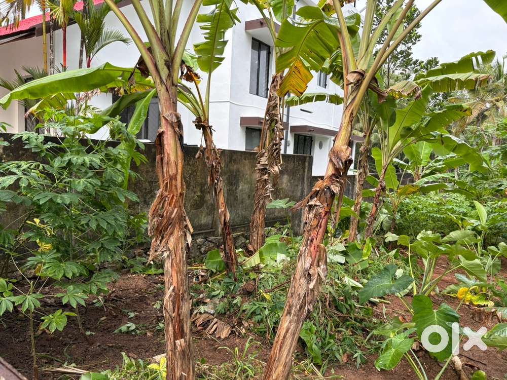 Peroorkada Vazhayila Main Road 5 cent Residential dry land For Sale