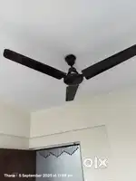 Combo Ceiling fan (Polycab & Orient brand)
