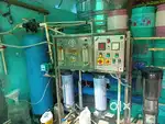 Water plant for sale