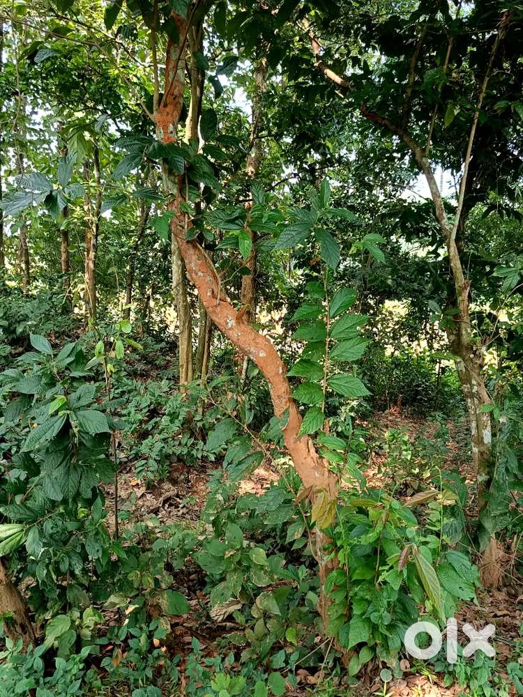 15 গন্ডা জায়গা বিক্রি করা হবে