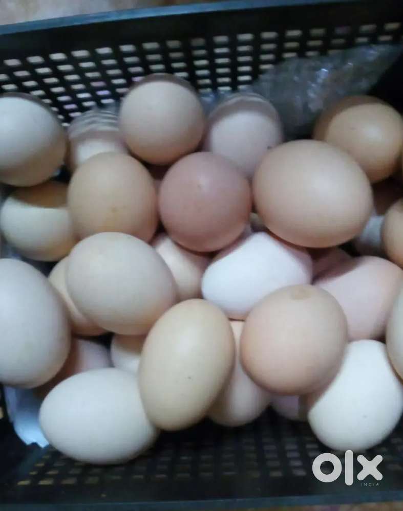 Fresh Local hen's eggs  ( Location ( North Goa  )