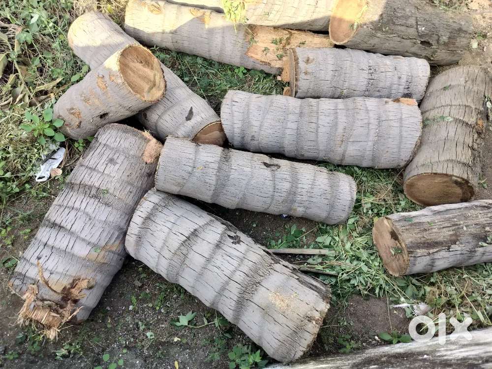 Wood log coconut