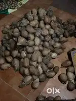 Fresh Coconuts for Sale  Karwar