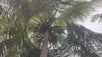 4 Acre coconut farm for sale near sholavandan