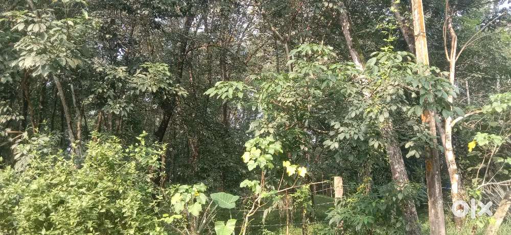 RUBBER LAND FOR SALE, near rode side