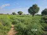 Agriculture Land