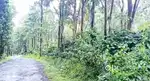 WRE 105 - വയനാട്ടിൽ 25 ഏക്കർ ജന്മം സ്ഥലം വിൽപ്പനയ്ക്ക്