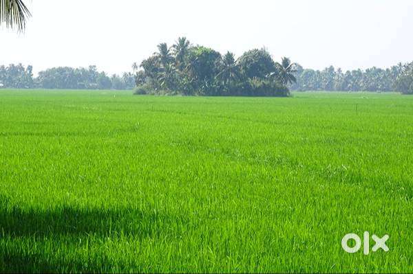 60 Cents paddy field for sale