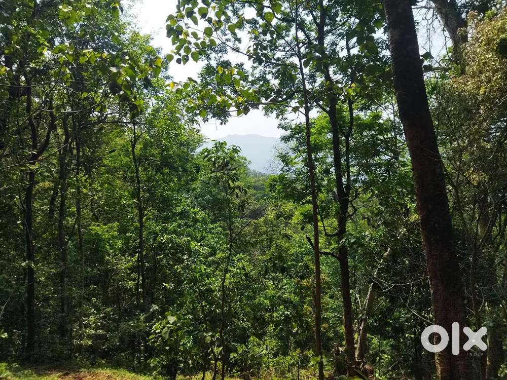 35 cent, vazavila, chirakkara, chathnnoor