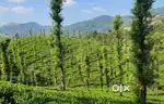 5 ACER TEA ESTATE FOR SALE WITH A BEAUTIFUL VIEW PERFECT@ WAYANAD
