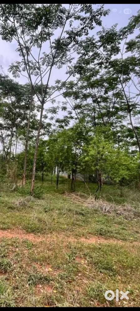 150 sq yards Sandalwood trees plot