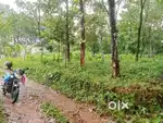 മീനടം 21 cent plot .85000 Rs . cent.
