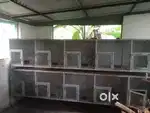 പ്രാവ് കൂട്