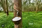 Rubber 1 varshathekk leasinu kodukkunnu