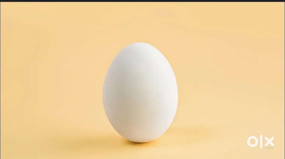 Egg ka kam janta ho